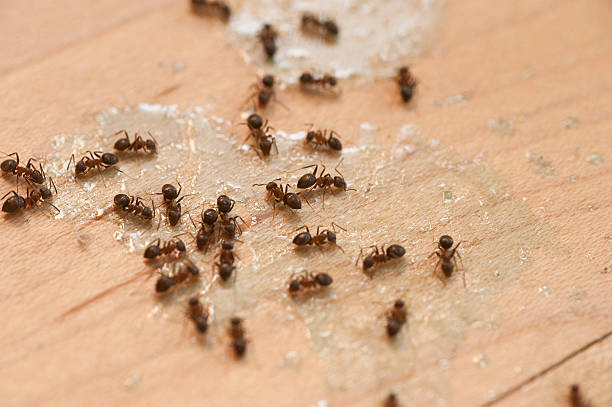 Wasp Removal Services in Northern Cambria, PA