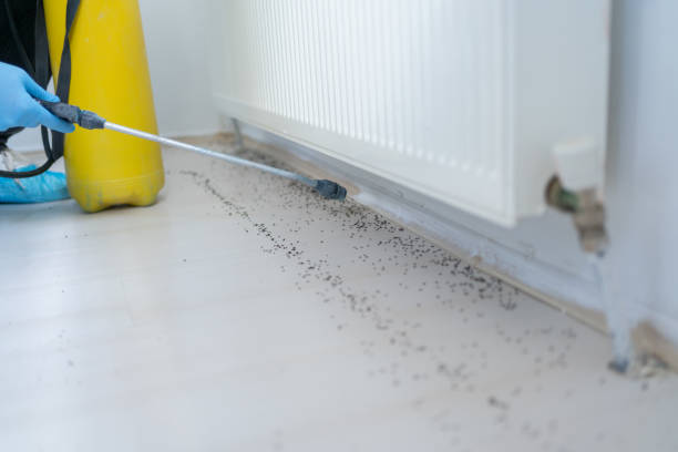 Best Wasp Removal Services  in Northern Cambria, PA